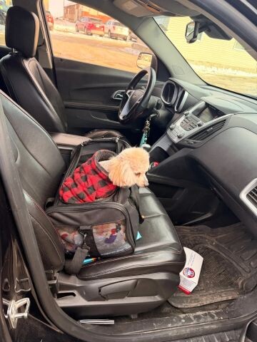 2013 Chevrolet Equinox in Wadena, MN 56482 - 18109631 4