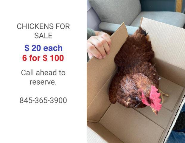 2010 Ford E-350 and Econoline 350 in Blauvelt, NY 10913 - 2370530 75